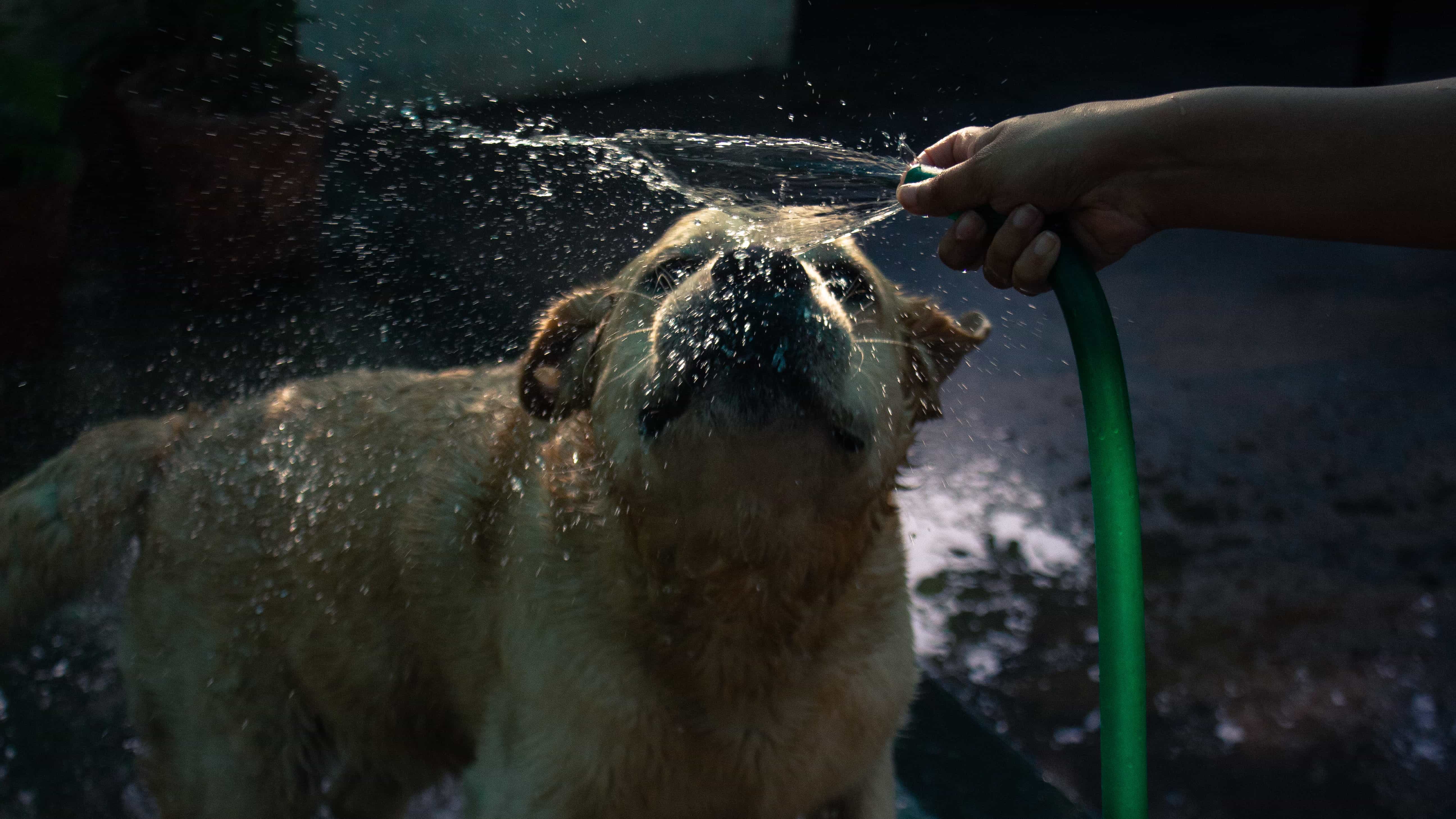Yogi's bath — dog with hose